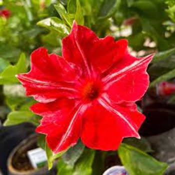 Neue frische 60 Stück Dipladenia-Blumensamen Neue frische 60 Stück Dipladenia-Blumensamen von venchunio