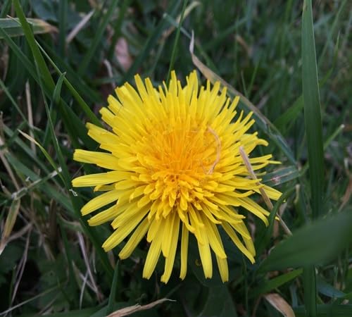 Riesen-Löwenzahn-Blumensamen, 100 Stück, Gelb Riesen-Löwenzahn-Blumensamen, 100 Stück, Gelb von venchunio