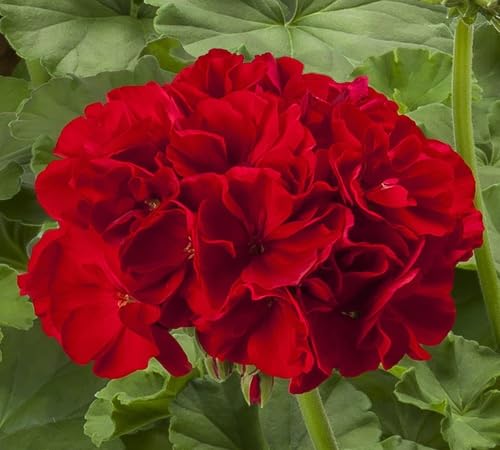 Riesige neue Geranien-Blumensamen 100 Stück 100 Stück für die Gartenarbeit rot Riesige neue Geranien-Blumensamen 100 Stück 100 Stück für die Gartenarbeit rot von venchunio