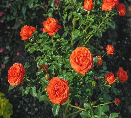 Riesige neue Rosenblumensamen Orange 100 Stück frisch Riesige neue Rosenblumensamen Orange 100 Stück frisch von venchunio