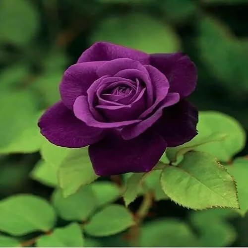 Riesige neue Rosenblumensamen violett 100 Stück frisch Riesige neue Rosenblumensamen violett 100 Stück frisch von venchunio