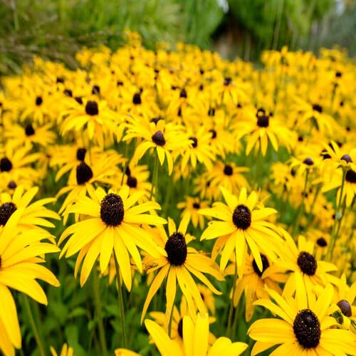 Rudbeckia Blumensamen 100 Stück 100 Stück Gelb für die Gartenarbeit Rudbeckia Blumensamen 100 Stück 100 Stück Gelb für die Gartenarbeit von venchunio