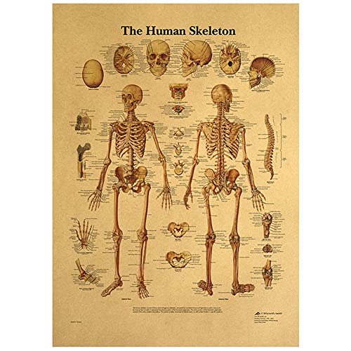 Anatomie-Poster des menschlichen Skeletts, Vintage-Skelettsystem, anatomisches Diagramm, Wandkunstdruck für Bildung, Malerei, modernes Dekor von Vepoty