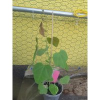 Passiflora Guatemalensis Eine Besondere Passilfora Für Ihre Sammlung Passionsblume Aus Südamerika von vhorchideen