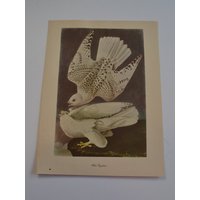 Vintage Frameable Weiß Gryfalcon Vogel Buch Kunstdruck von vintageno35