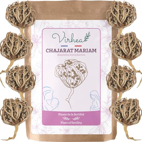 Rose de Jericho Chajarat Mariam x8 – Größe S (klein) – Pflanze zur Förderung der Fruchtbarkeit [Zufrieden oder Geld zurück] von virhea