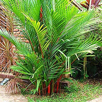10 PC/Beutel Lippenstift Palm Cyrtostachys Renda Baum Red Siegellack Palm Bonsai Topfpflanze für Hausgärten von vonly