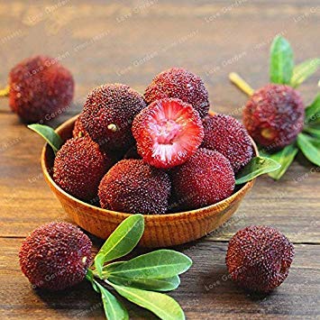 5 PCS Myrica Rubra Bonsai Chinesische Rote Bayberry Myrica Rubra Saftige saftige Frucht Pflanze Bonsai Süße Köstliches Waxberry Baum von vonly