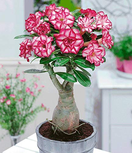 5 Stück Mixed Echt Adenium obesum Bonsaissämling Desert Rose SeedsFlower Hausgarten Bonsai Sukkulenten für Beispielauftrag: 15 von vonly