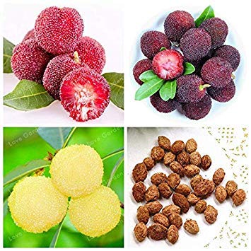5 Stück Rare Myrica Rubra Bonsai Bio Chinesisch rot Bayberry Bonsai Perennial Arbutus Geschmack süß Obstbaum saftige Frucht Pflanze: Mix von vonly