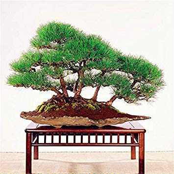 Japanische Kiefer Samen Bonsai Pinus thunbergii-Samen, Leicht zu Pflanze DIY 10 Stück von vonly