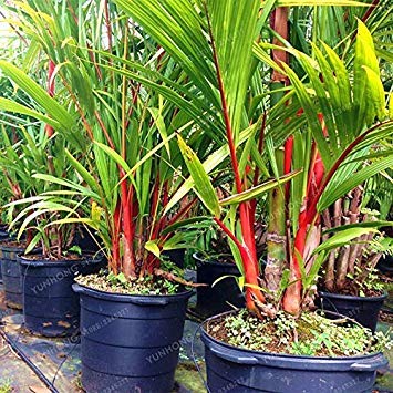 Lippenstift Palm Cyrtostachys Renda Baum Red Siegellack Palm Bonsai Topfpflanze für Hausgarten-10 PC/Beutel von vonly