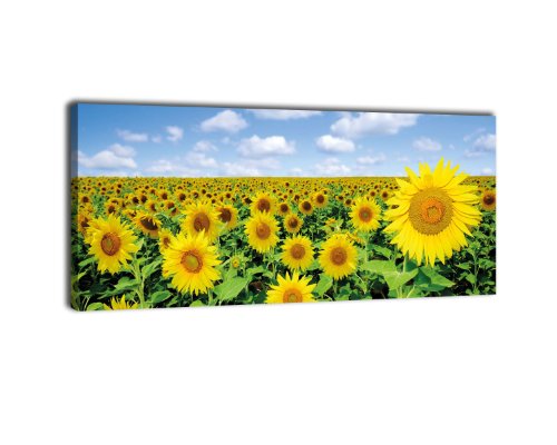 wandmotiv24 Leinwandbild Panorama Nr. 289 Sonnenblumenfeld 100x40cm, Bild auf Leinwand, Sonnenblume Feld Natur von wandmotiv24
