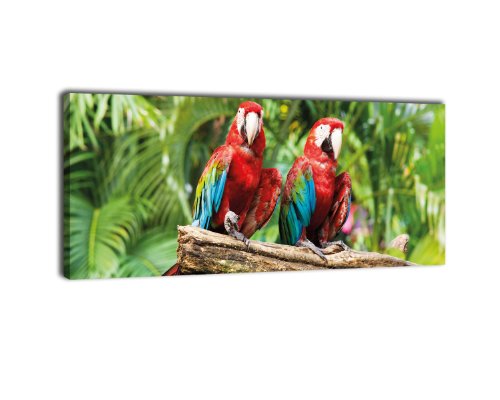 wandmotiv24 Leinwandbild Panorama Nr. 431 Rote Aras 100x40cm, Keilrahmenbild, Bild auf Leinwand, Papagei, Vogel, Macaw von wandmotiv24