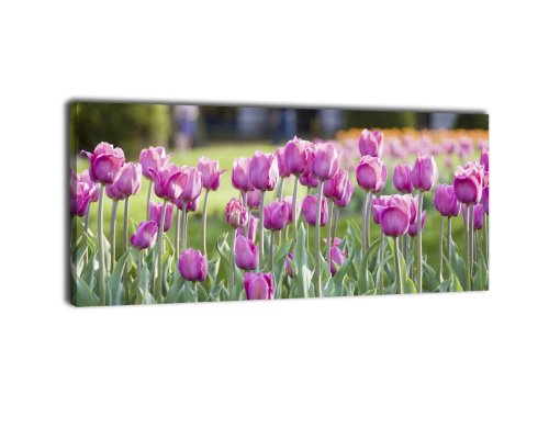 wandmotiv24 Leinwandbild Panorama Nr. 75 Pinke Tulpen 100x40cm, Keilrahmenbild, Bild auf Leinwand, Kunstdruck Tulpe Frühling Frühjahrsblüher von wandmotiv24