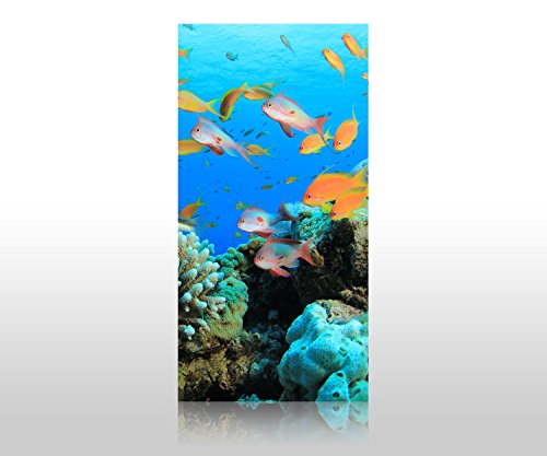 wandmotiv24 Duschrückwand Riffleben Unterwasser 100 x 200cm (B x H) - Aluminium 3mm M0196 von wandmotiv24