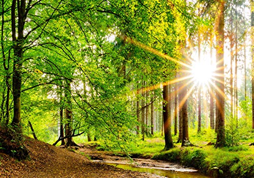 wandmotiv24 Fototapete Bach im Wald, S 200 x 140cm - 4 Teile, Wanddeko, Wandbild, Wandtapete, Fluss, Sonne, Baum M5762 wandmotiv24 Fototapete Bach im Wald, S 200 x 140cm - 4 Teile, Wanddeko, Wandbild, Wandtapete, Fluss, Sonne, Baum M5762 von wandmotiv24