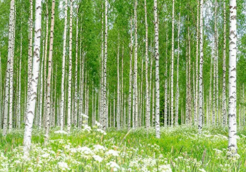 wandmotiv24 Fototapete Birkenwald Blumen Wiese, XXL 400 x 280 cm - 8 Teile, Wanddeko, Wandbild, Wandtapete, Gras Wald Birken Bäume M5840 wandmotiv24 Fototapete Birkenwald Blumen Wiese, XXL 400 x 280 cm - 8 Teile, Wanddeko, Wandbild, Wandtapete, Gras Wald Birken Bäume M5840 von wandmotiv24