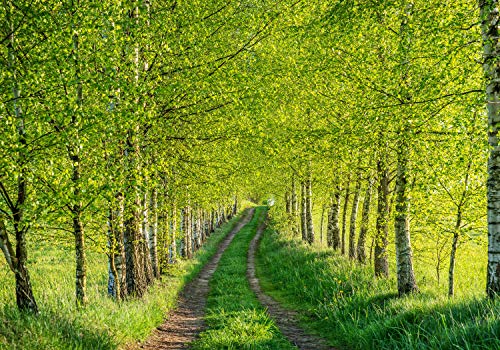 wandmotiv24 Fototapete Birkenwald Wege Bäume Gräser, 200 x 140cm - selbstklebende Vliestapete 150g, Wanddeko, Wandbild, Wandtapete, Birken Wald Pfade Wiese M5837 von wandmotiv24