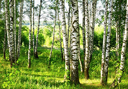 wandmotiv24 Fototapete Birkenwald Wiese Landschaft Sträuchern, L 300 x 210 cm - 6 Teile, Wanddeko, Wandbild, Wandtapete, Blätter Bäume Birken Wald M5836 wandmotiv24 Fototapete Birkenwald Wiese Landschaft Sträuchern, L 300 x 210 cm - 6 Teile, Wanddeko, Wandbild, Wandtapete, Blätter Bäume Birken Wald M5836 von wandmotiv24