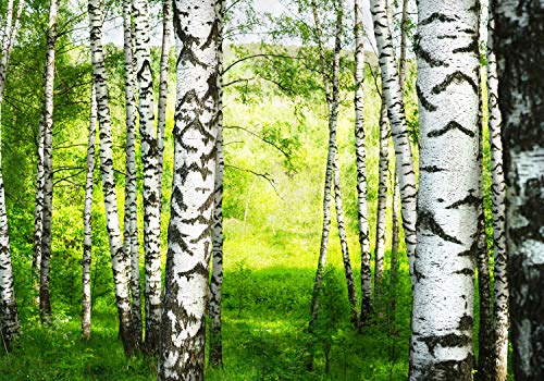 wandmotiv24 Fototapete Birkenwald Wiese Landschaft, XXL 400 x 280 cm - 8 Teile, Wanddeko, Wandbild, Wandtapete, Wald Birken Bäume M5834 von wandmotiv24