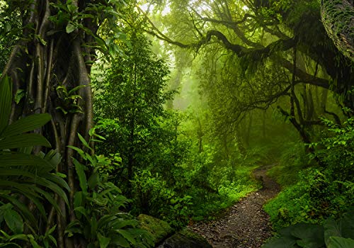wandmotiv24 Fototapete Dschungelpfad Wald Weg, 200 x 140cm - selbstklebende Vliestapete 150g, Wanddeko, Wandbild, Wandtapete, Dschungel Bäume Pfad M6479 wandmotiv24 Fototapete Dschungelpfad Wald Weg, 200 x 140cm - selbstklebende Vliestapete 150g, Wanddeko, Wandbild, Wandtapete, Dschungel Bäume Pfad M6479 von wandmotiv24