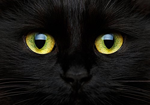 wandmotiv24 Fototapete Katze Tier Augen, S 200 x 140cm - 4 Teile, Wanddeko, Wandbild, Wandtapete, Natur, Schwarz, Gelb M1013 von wandmotiv24