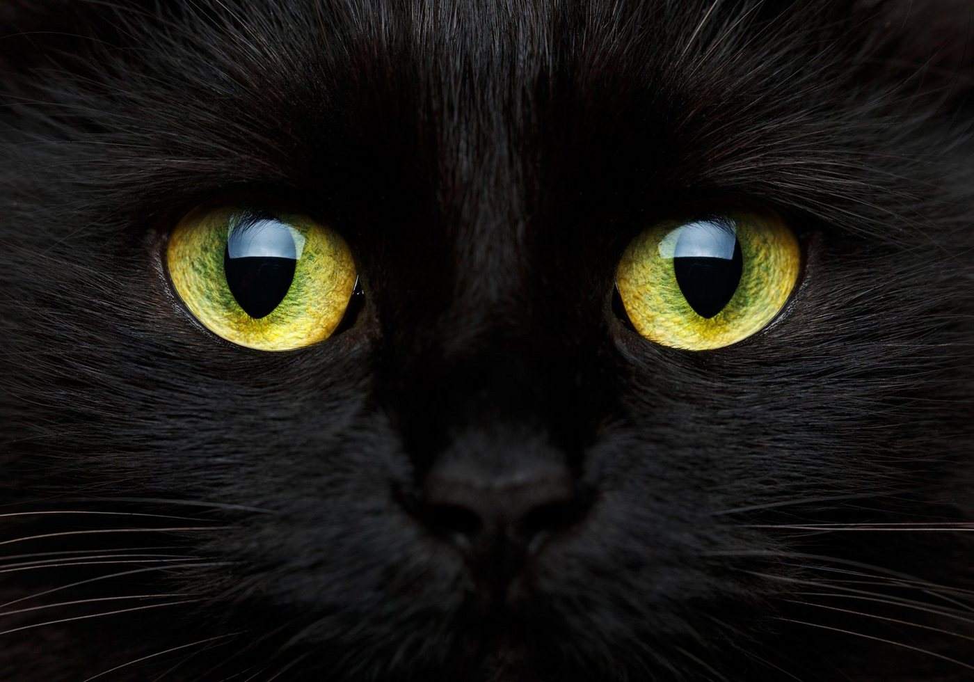 wandmotiv24 Fototapete Katze Tier Augen, strukturiert, Wandtapete, Motivtapete, matt, Vinyltapete, selbstklebend von wandmotiv24