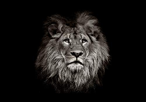 wandmotiv24 Fototapete Löwe schwarz weiß 2, XL 350 x 245 cm - 7 Teile, Wanddeko, Wandbild, Wandtapete, Afrika Tier Portrait Motivation M6545 von wandmotiv24