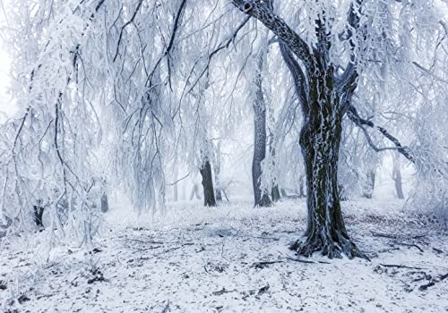 wandmotiv24 Fototapete Schnee Winter Wald, L 300 x 210 cm - 6 Teile, Wanddeko, Wandbild, Wandtapete, Bäume Eis weiß Baum M6817 wandmotiv24 Fototapete Schnee Winter Wald, L 300 x 210 cm - 6 Teile, Wanddeko, Wandbild, Wandtapete, Bäume Eis weiß Baum M6817 von wandmotiv24