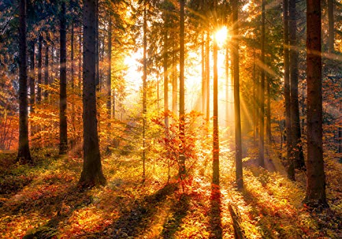 wandmotiv24 Fototapete Sonne Herbst Bäume, M 250 x 175 cm - 5 Teile, Wanddeko, Wandbild, Wandtapete, Orange, Strahlen, Bäume M5672 von wandmotiv24