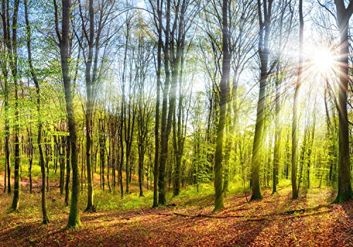 wandmotiv24 Fototapete Sonne Natur Bäume, XL 350 x 245 cm - 7 Teile, Wanddeko, Wandbild, Wandtapete, Sonne, Stämme, grün, Strahlen M5669 von wandmotiv24