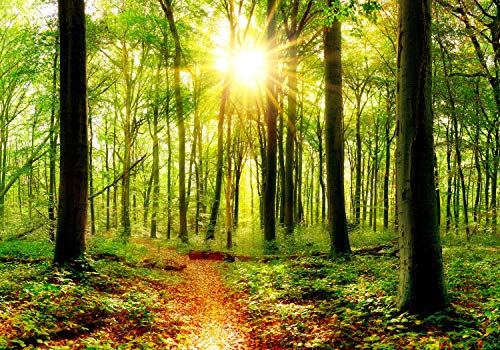 wandmotiv24 Fototapete Sonne Sonnenstrahlen Weg Wald, M 250 x 175 cm - 5 Teile, Wanddeko, Wandbild, Wandtapete, Grün, Strahlen, Stämme, Baum M5678 von wandmotiv24