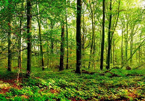 wandmotiv24 Fototapete Wald Blätter Natur, L 300 x 210 cm - 6 Teile, Wanddeko, Wandbild, Wandtapete, Grün, Blatt, Baum M5679 von wandmotiv24