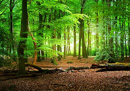 wandmotiv24 Fototapete Wald Sommer Natur, XL 350 x 245 cm - 7 Teile, Wanddeko, Wandbild, Wandtapete, grün, Bäume, Stamm M5667 von wandmotiv24