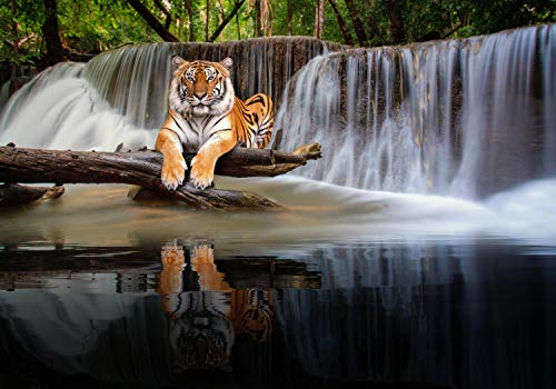 wandmotiv24 Fototapete liegender Tiger Wasserfall, M 250 x 175 cm - 5 Teile, Wanddeko, Wandbild, Wandtapete, Wald Dschungel Bäume Tier M6544 wandmotiv24 Fototapete liegender Tiger Wasserfall, M 250 x 175 cm - 5 Teile, Wanddeko, Wandbild, Wandtapete, Wald Dschungel Bäume Tier M6544 von wandmotiv24