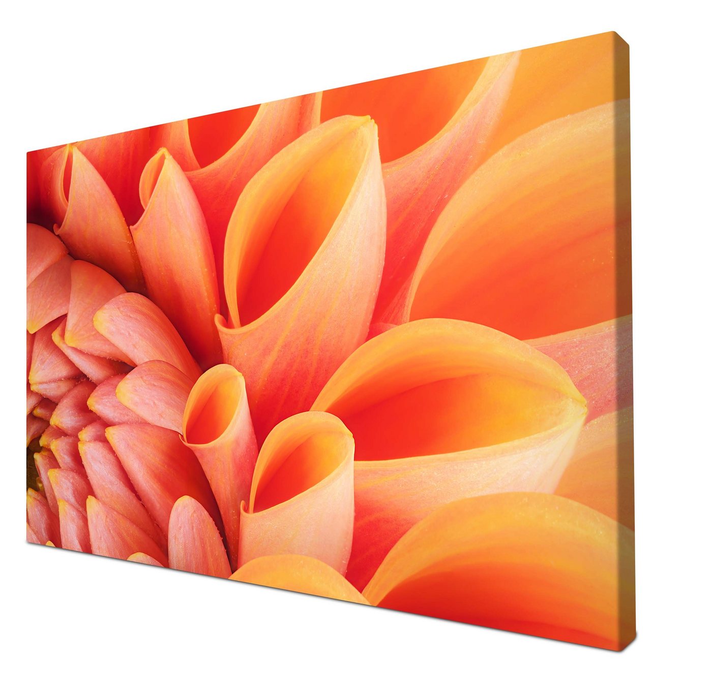 wandmotiv24 Leinwandbild Blume Blüte orange Chrysantheme, Blumen und Pflanzen (1 St), Wandbild, Wanddeko, Leinwandbilder in versch. Größen von wandmotiv24