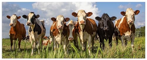 wandmotiv24 Leinwandbild Kühe auf der Weide, Tiere, Rinder, Kuh 100x40cm (BxH) Bilder auf Leinwand, Dekoration Wohnung modern M1093 von wandmotiv24