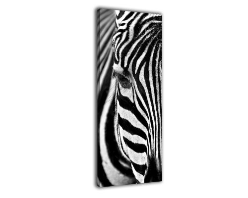 wandmotiv24 Leinwandbild Panorama Nr. 54 Zebra 100x40cm, Keilrahmenbild, Bild auf Leinwand, Kunstdruck schwarz weiß Afrika von wandmotiv24