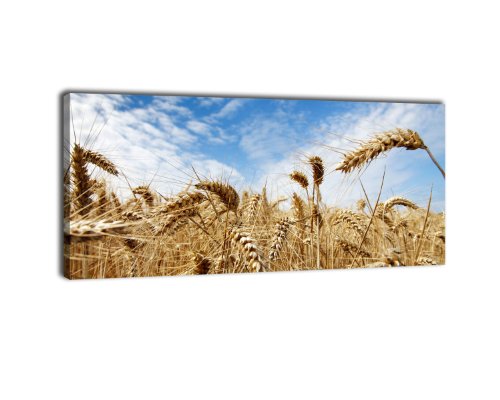 wandmotiv24 Leinwandbild Panorama Nr. 62 Kornfeld 100x40cm, Keilrahmenbild, Bild auf Leinwand, Kunstdruck Feld Himmel Stroh von wandmotiv24