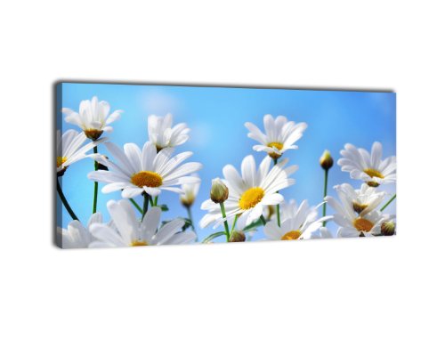 wandmotiv24 Leinwandbild Panorama Nr. 80 weiße Blumen 100x40cm, Keilrahmenbild, Bild auf Leinwand, Kunstdruck Kamille Blüte Blume von wandmotiv24
