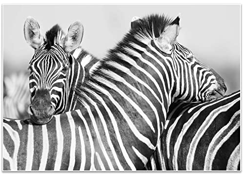 wandmotiv24 Poster als Wanddeko, Größe 100x70cm, Zebra, Tier, schwarz, Moderne Wanddeko, Wandbilder, Deko, Bild M0274 von wandmotiv24