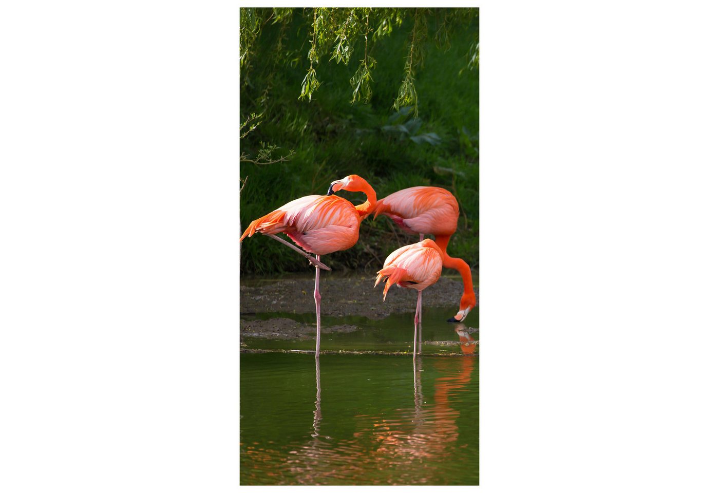 wandmotiv24 Türtapete Flamingos in einem Pool, glatt, Fototapete, Wandtapete, Motivtapete, matt, selbstklebende Vliestapete von wandmotiv24