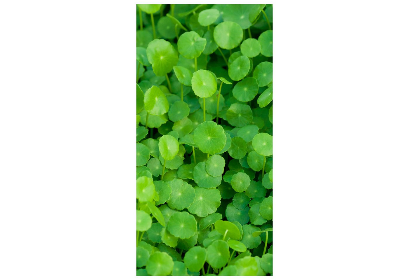 wandmotiv24 Türtapete Grünpflanzen Hintergrund, glatt, Fototapete, Wandtapete, Motivtapete, matt, selbstklebende Vliestapete von wandmotiv24