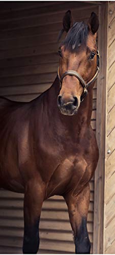 wandmotiv24 Türtapete Pferd an Stall-tür, Tiere, Reiten, Box 70 x 200cm (B x H) - Dekorfolie selbstklebend Sticker für Türen, Türfolie, Aufkleber, M1137 von wandmotiv24