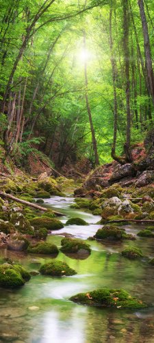 wandmotiv24 Türtapete River in The Forest TT347 90x200cm Tapete Bach Bäume Grün wandmotiv24 Türtapete River in The Forest TT347 90x200cm Tapete Bach Bäume Grün von wandmotiv24