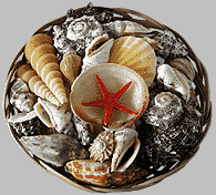 Muschelkorb, 15 cm von wattkiste