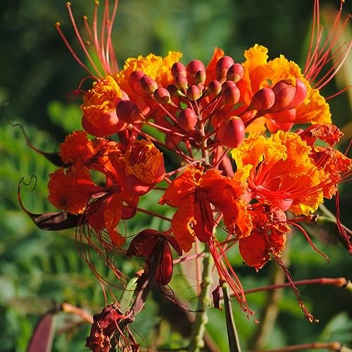 Stolz von Barbados, Pfau Blume, der Zwerg, Poinciana, Bird of Paradise 10 Samen von wbut2023