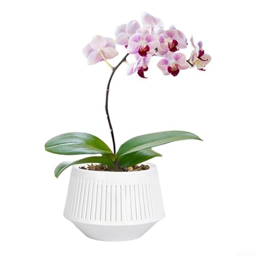 wenyouya Doppelschichtiger Blumentopf – optimale Entwässerung und Belüftung | gut für Orchideen | 15,7 cm weißer Kunststofftopf | verhindert Wurzelfäule und Überwuchs wenyouya Doppelschichtiger Blumentopf – optimale Entwässerung und Belüftung | gut für Orchideen | 15,7 cm weißer Kunststofftopf | verhindert Wurzelfäule und Überwuchs von wenyouya