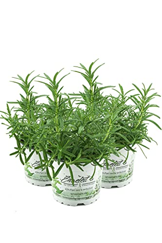 3 Rosmarin Pflanzen im 12 cm Topf - Rosmarinus officinalis, Rosmarin, Marktfrisch von weselerkräuterparadies.de